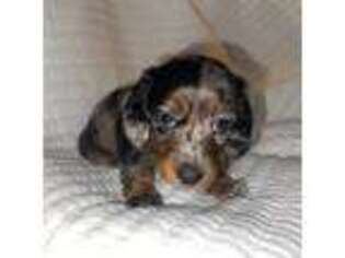Dachshund Puppy for sale in Miami Springs, FL, USA