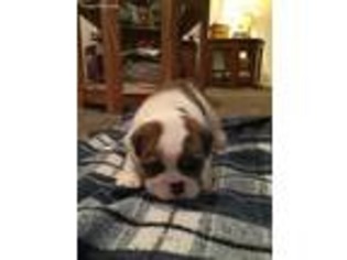 Bulldog Puppy for sale in Donnellson, IA, USA