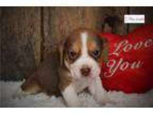 Beagle Puppy for sale in Jonesboro, AR, USA