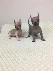 Chinese Crested Puppy for sale in Fort Myers, FL, USA