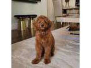 Goldendoodle Puppy for sale in Studio City, CA, USA