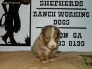 Australian Shepherd Puppy for sale in Gordon, GA, USA