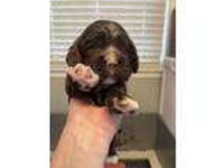 Cocker Spaniel Puppy for sale in Danville, KY, USA