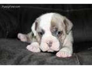 Olde English Bulldogge Puppy for sale in Wooster, OH, USA