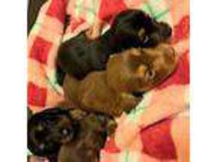 Dachshund Puppy for sale in Penrose, CO, USA