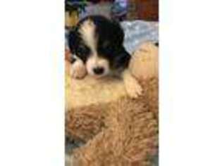 Miniature Australian Shepherd Puppy for sale in Boonville, NC, USA