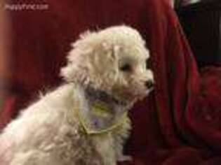 Bichon Frise Puppy for sale in Jacksonville, IL, USA