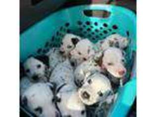 Dalmatian Puppy for sale in Centerville, TN, USA