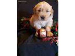 Mutt Puppy for sale in Spring Mills, PA, USA