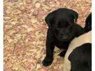 Labrador Retriever Puppy for sale in Westby, WI, USA