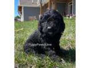 Goldendoodle Puppy for sale in Sibley, IA, USA