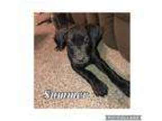 Great Dane Puppy for sale in Russellville, AR, USA