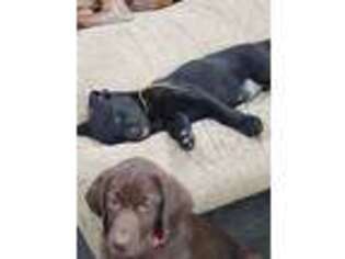 Labrador Retriever Puppy for sale in Eaton, IN, USA