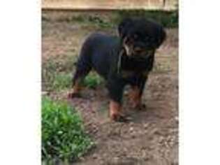Rottweiler Puppy for sale in Duanesburg, NY, USA