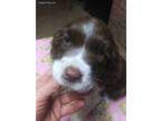 English Springer Spaniel Puppy for sale in Marengo, OH, USA