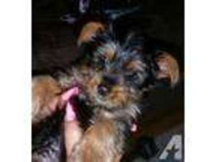 Yorkshire Terrier Puppy for sale in BRICK, NJ, USA