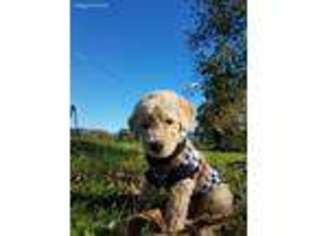 Goldendoodle Puppy for sale in Maryville, TN, USA