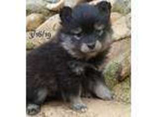 Mutt Puppy for sale in Merlin, OR, USA