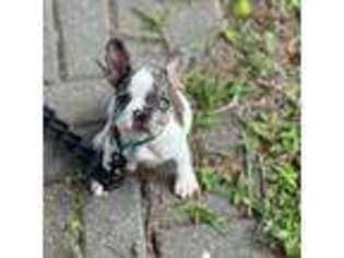 French Bulldog Puppy for sale in Arlington, TX, USA