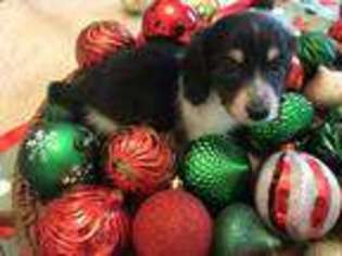 Dachshund Puppy for sale in Winter Garden, FL, USA