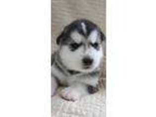 Native American Indian Dog Puppy for sale in Chester, VT, USA