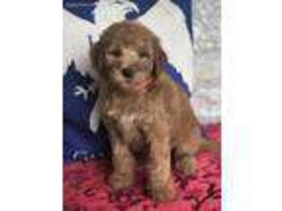 Goldendoodle Puppy for sale in Holton, IN, USA