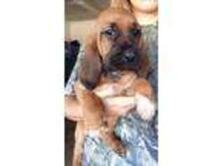 Bloodhound Puppy for sale in Rainier, OR, USA