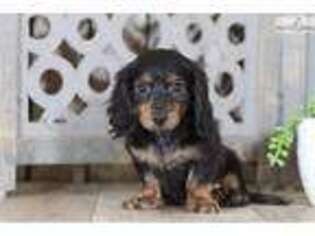 Dachshund Puppy for sale in Columbus, OH, USA