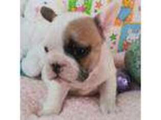 French Bulldog Puppy for sale in Mountain Grove, MO, USA