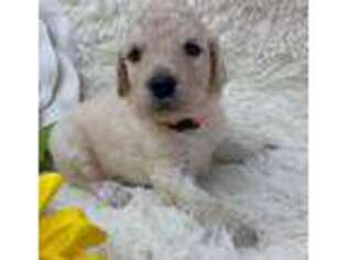 Labradoodle Puppy for sale in Pierson, FL, USA