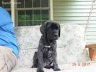 Mastiff Puppy for sale in Enosburg Falls, VT, USA