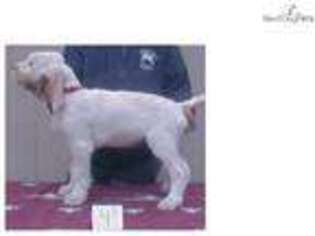 Spinone Italiano Puppy for sale in Orem, UT, USA