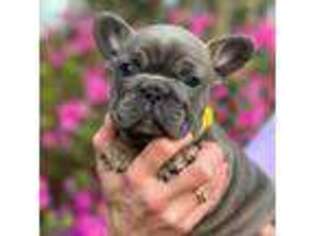 French Bulldog Puppy for sale in Centreville, MS, USA
