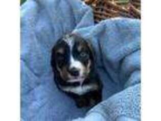Bernese Mountain Dog Puppy for sale in New Kent, VA, USA