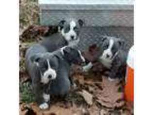 American Staffordshire Terrier Puppy for sale in Mount Olive, NC, USA