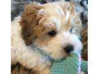 Lhasa Apso Puppy for sale in Bandera, TX, USA