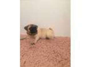 Pug Puppy for sale in Montclair, NJ, USA