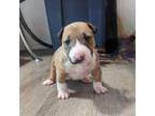 Bull Terrier Puppy for sale in Cottage Grove, OR, USA