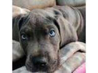 Great Dane Puppy for sale in Buford, GA, USA