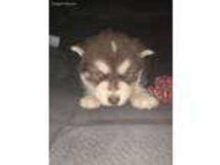 Alaskan Husky Puppy for sale in Danville, IL, USA