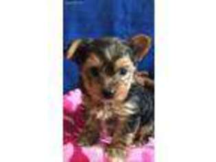 Yorkshire Terrier Puppy for sale in Willow, OK, USA
