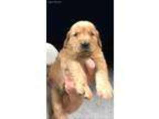 Golden Retriever Puppy for sale in Saltillo, MS, USA