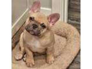 French Bulldog Puppy for sale in New Palestine, IN, USA