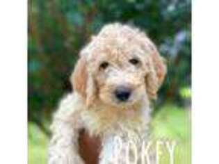 Labradoodle Puppy for sale in Springvale, ME, USA