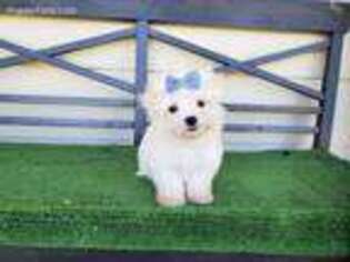 Mal-Shi Puppy for sale in Santa Clarita, CA, USA