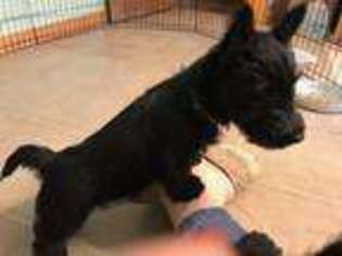 Scottish Terrier Puppy for sale in Canyon, TX, USA