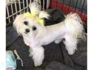 Maltese Puppy for sale in Fort Branch, IN, USA