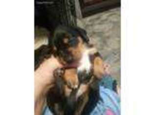 Dachshund Puppy for sale in Correll, MN, USA