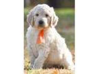Goldendoodle Puppy for sale in Greenbrier, AR, USA