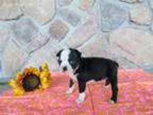 Boston Terrier Puppy for sale in Pine Grove, PA, USA